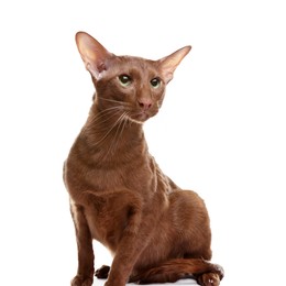 Photo of Cute Oriental Shorthair cat on white background. Adorable pet