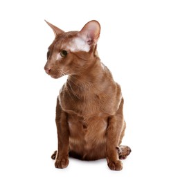 Photo of Cute Oriental Shorthair cat on white background. Adorable pet