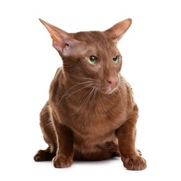 Photo of Cute Oriental Shorthair cat on white background. Adorable pet