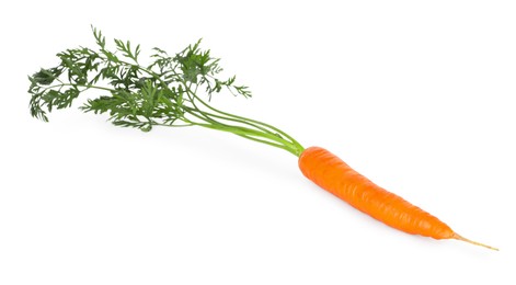 Photo of One fresh carrot isolated on white. Root vegetable