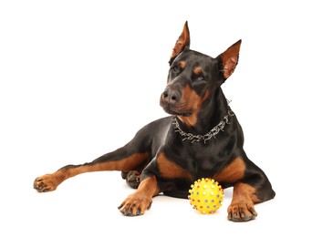 Photo of Adorable Doberman with toy on white background. Domestic pet