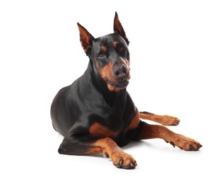 Photo of Adorable Doberman on white background. Domestic pet