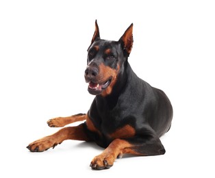Photo of Adorable Doberman on white background. Domestic pet