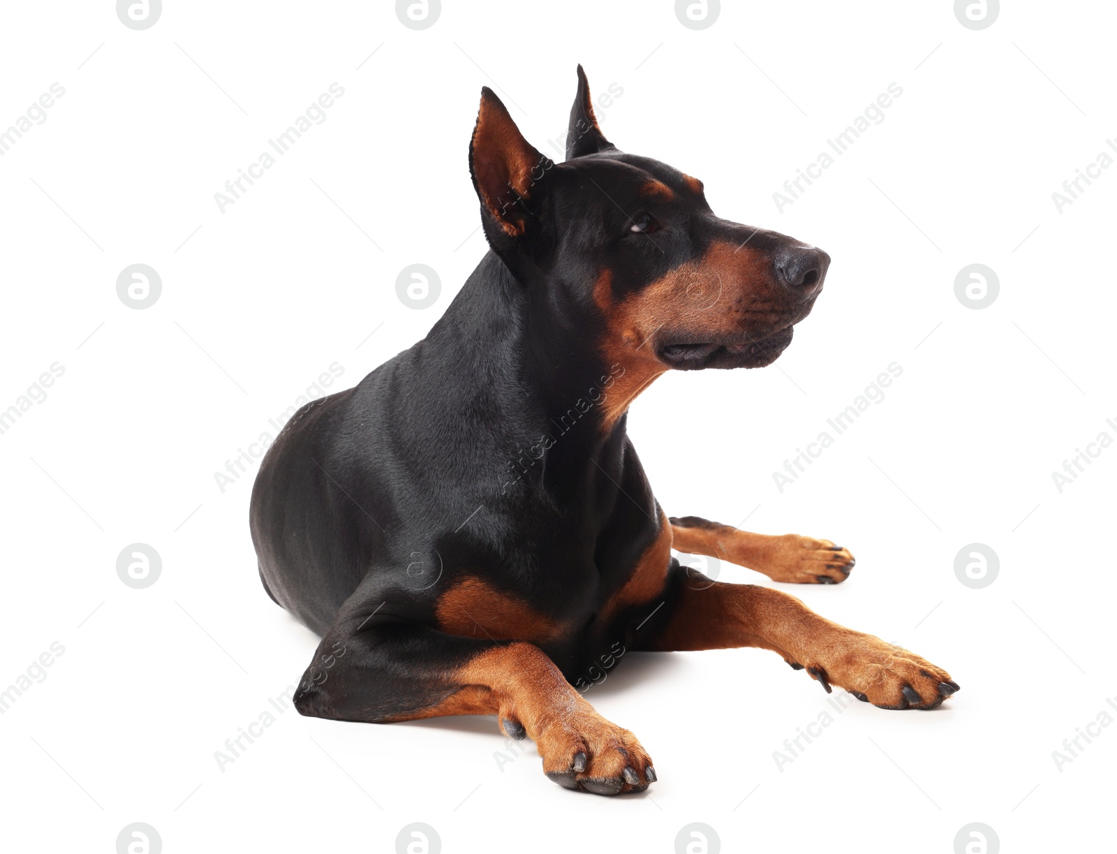 Adorable Doberman on white background. Domestic pet Photo of Adorable Doberman on white background. Domestic pet