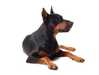 Photo of Adorable Doberman on white background. Domestic pet