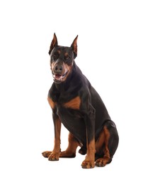 Photo of Adorable Doberman sitting on white background. Domestic pet