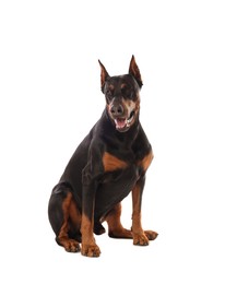 Photo of Adorable Doberman sitting on white background. Domestic pet