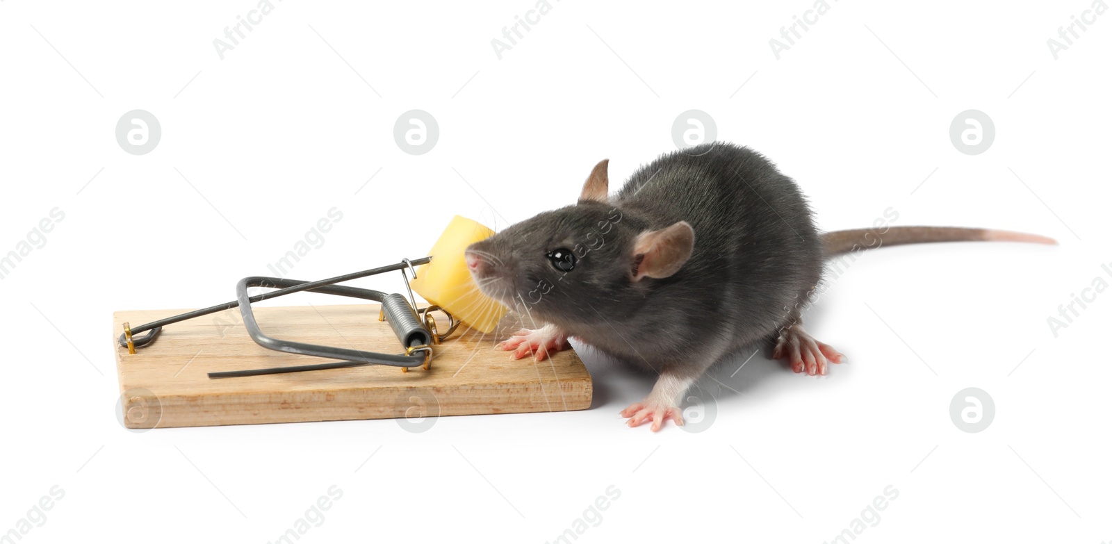 Photo of Trap with cheese and mouse on white background