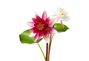 Photo of Beautiful blooming lotus flowers with green leaves isolated on white