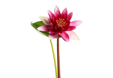 Photo of Beautiful blooming lotus flower with green leaf isolated on white