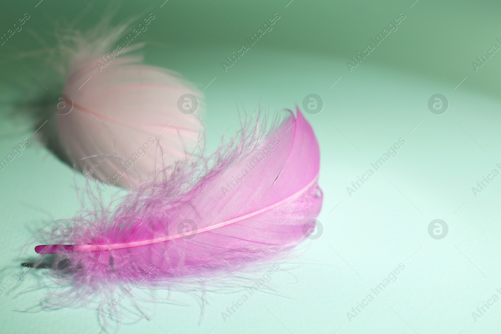 Photo of Fluffy pink feathers on light turquoise background, closeup