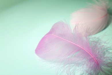 Fluffy pink feathers on light turquoise background, closeup