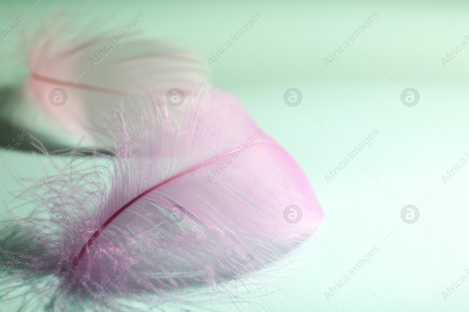 Photo of Fluffy pink feathers on light turquoise background, closeup