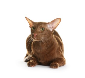 Photo of Cute Oriental Shorthair cat on white background. Adorable pet