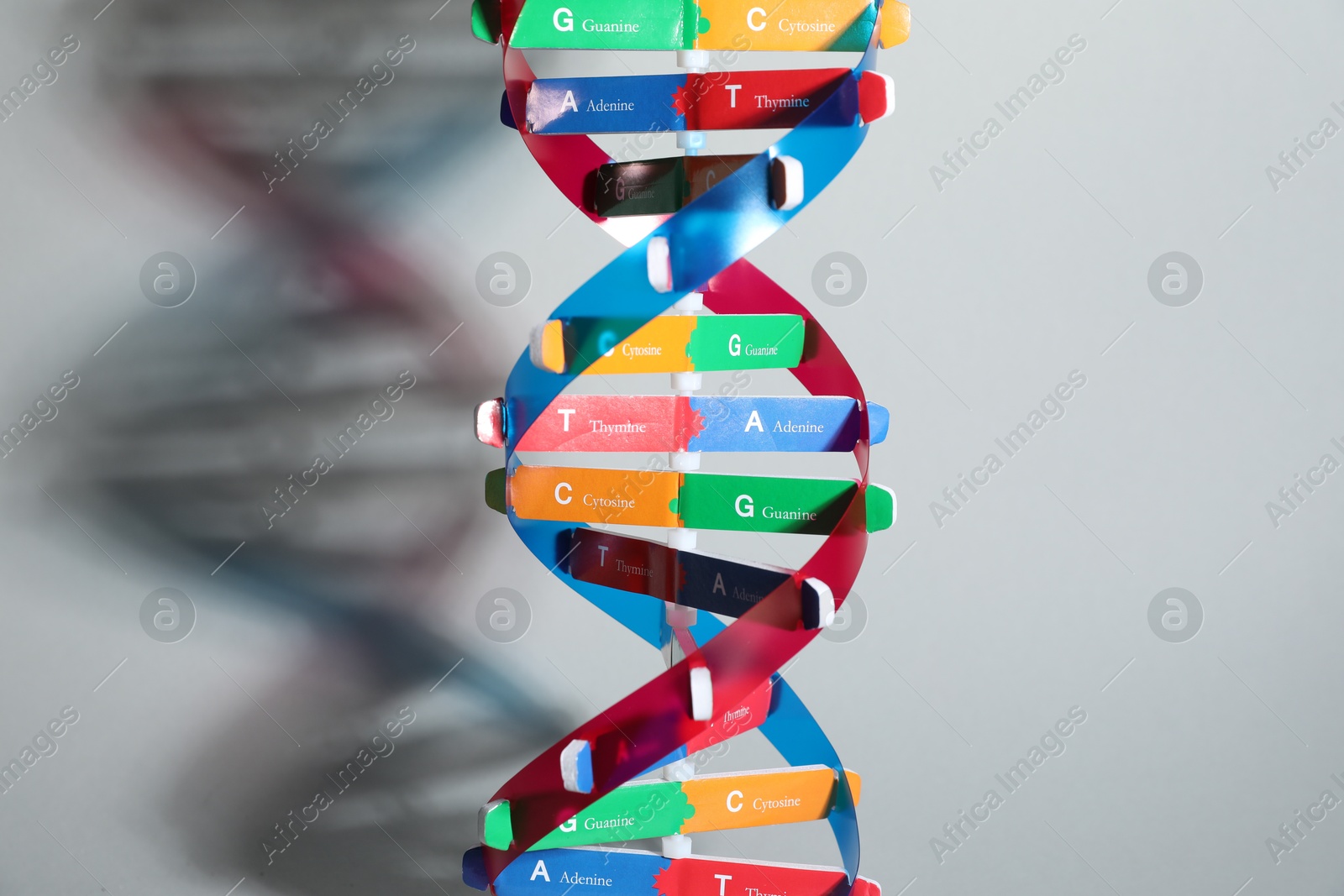 Photo of DNA structure model on light grey background