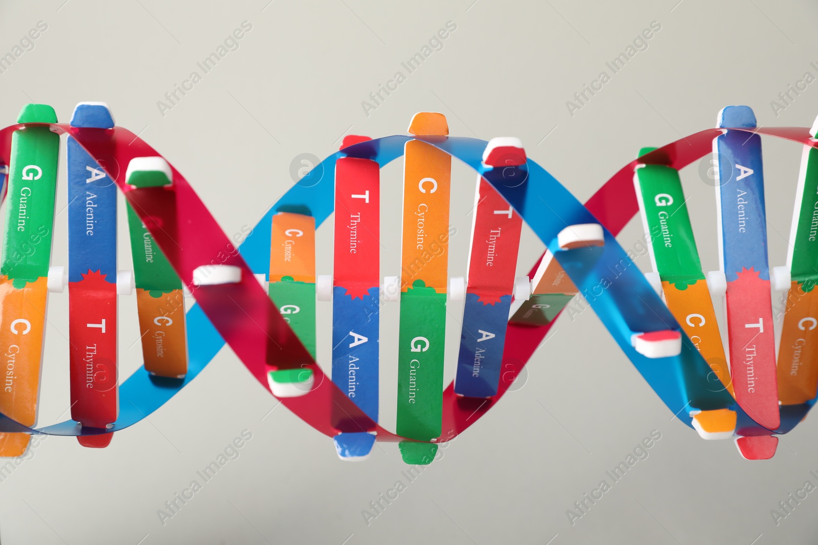 Photo of DNA structure model on light grey background, closeup