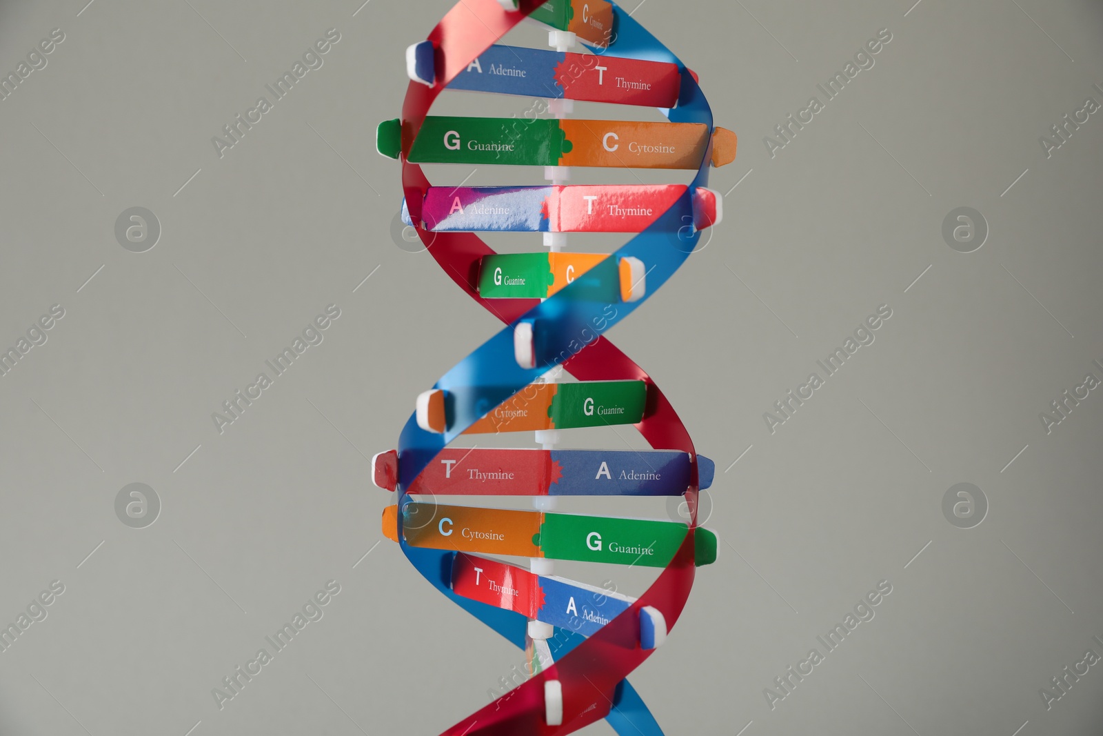 Photo of One DNA structure model on grey background