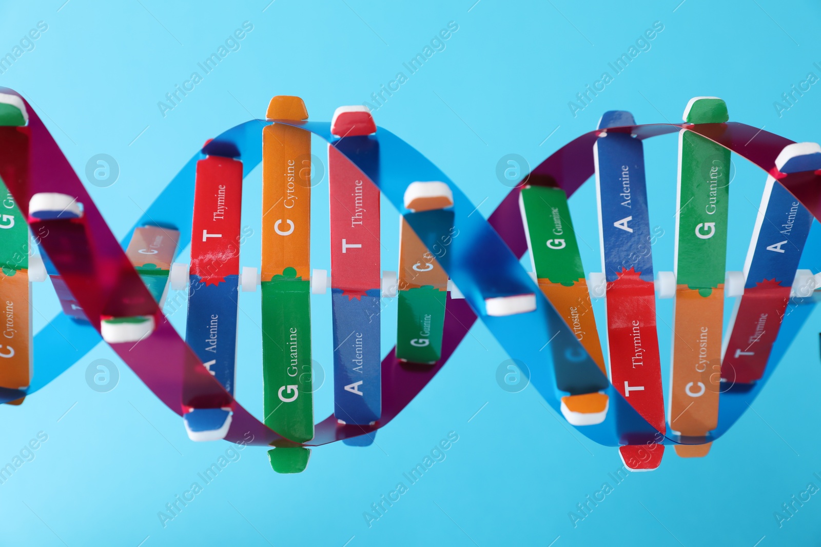 Photo of DNA structure model on light blue background, closeup