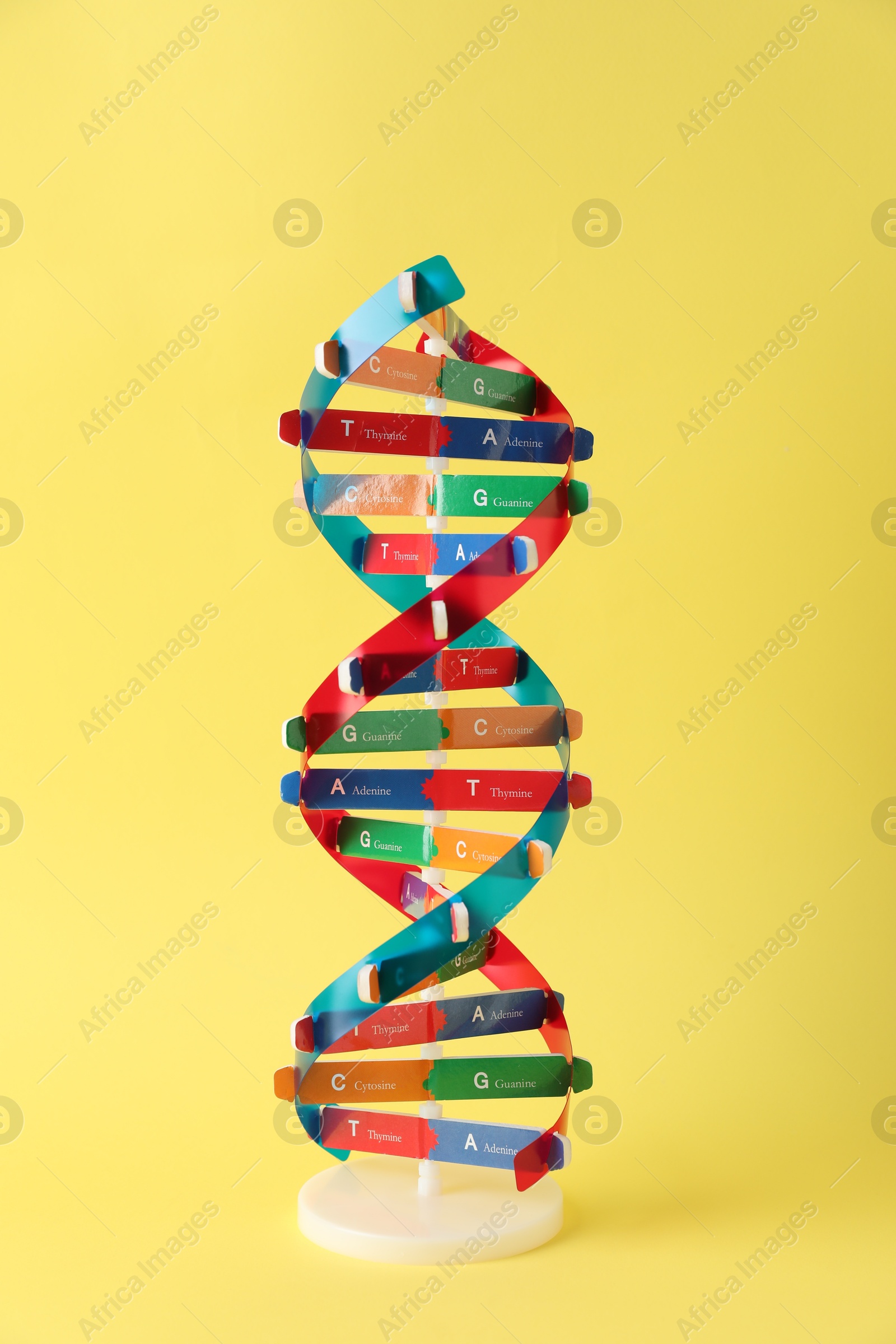 Photo of One DNA structure model on yellow background