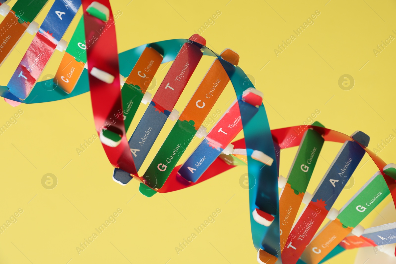 Photo of DNA structure model on yellow background, closeup