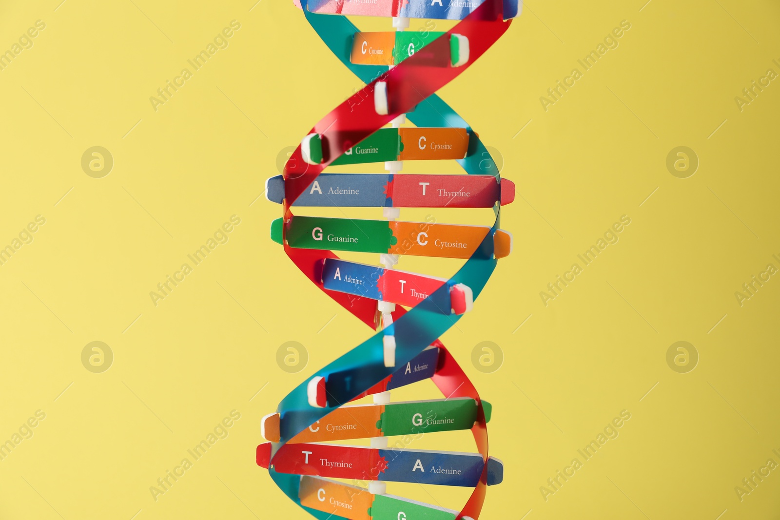 Photo of One DNA structure model on yellow background