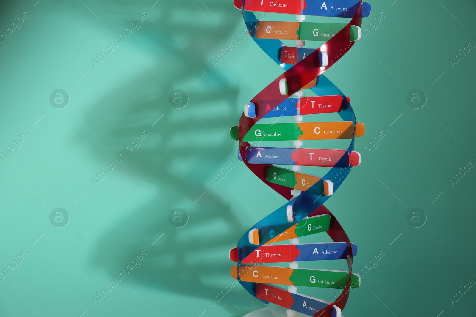 Photo of DNA structure model on turquoise background, space for text