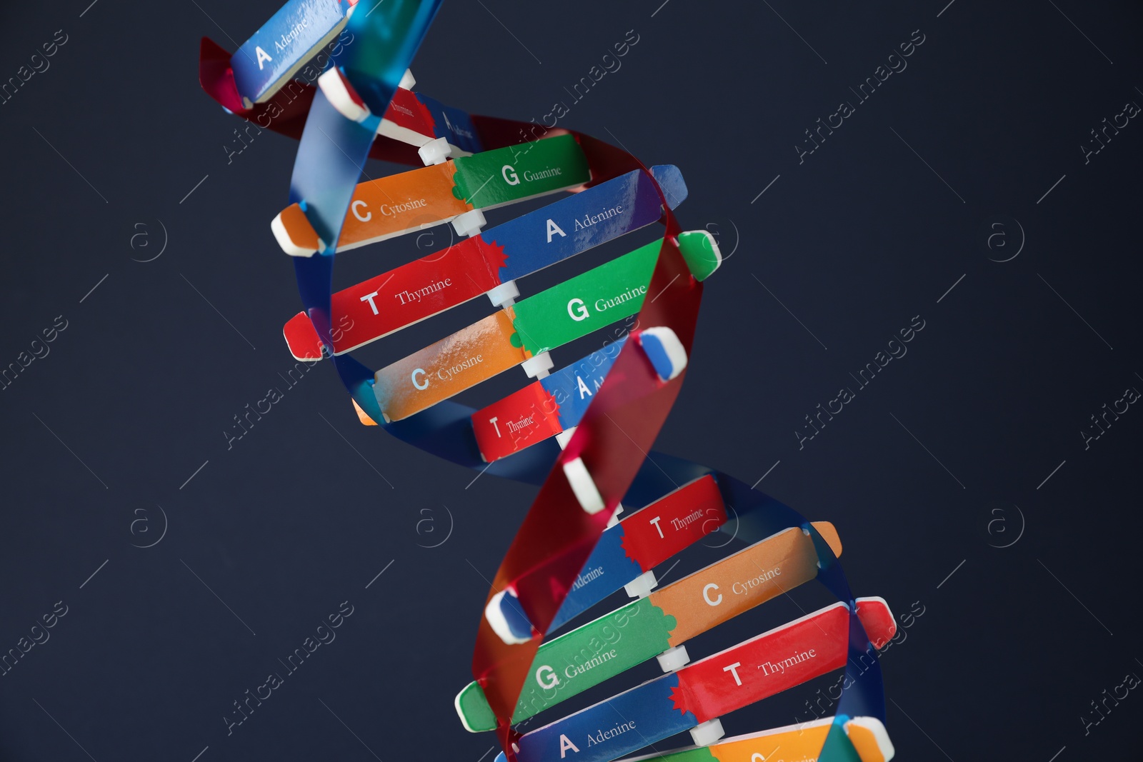 Photo of DNA structure model on dark background, closeup