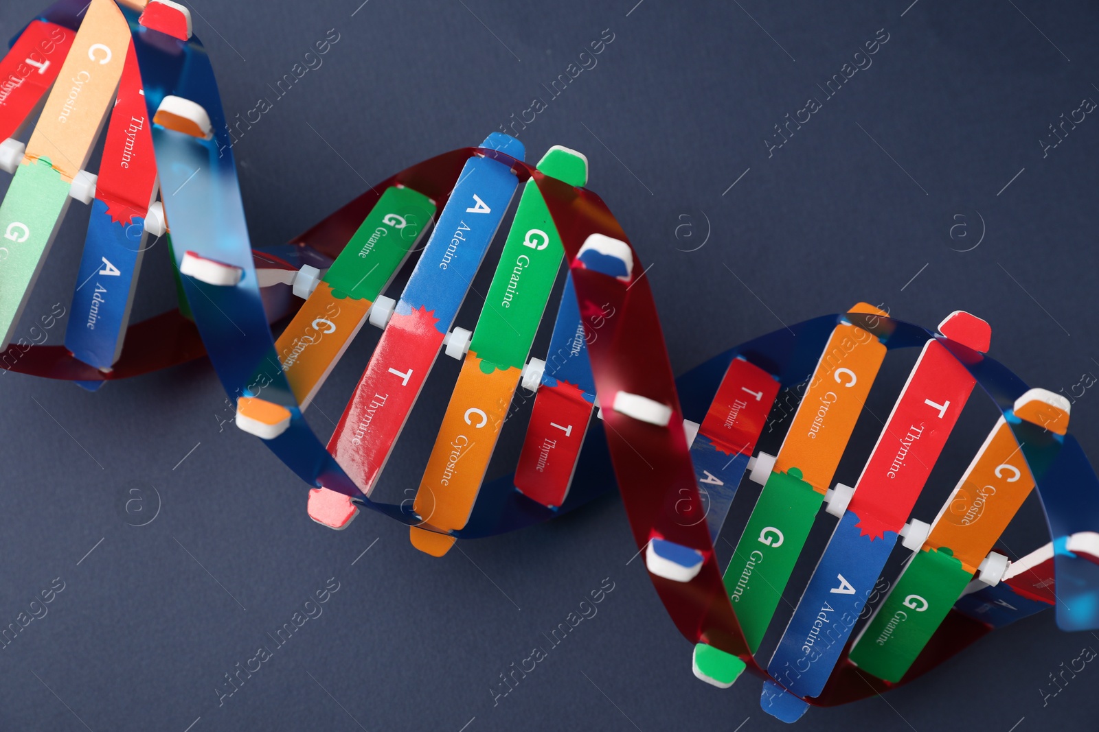 Photo of Colorful DNA structure model on dark blue background, closeup