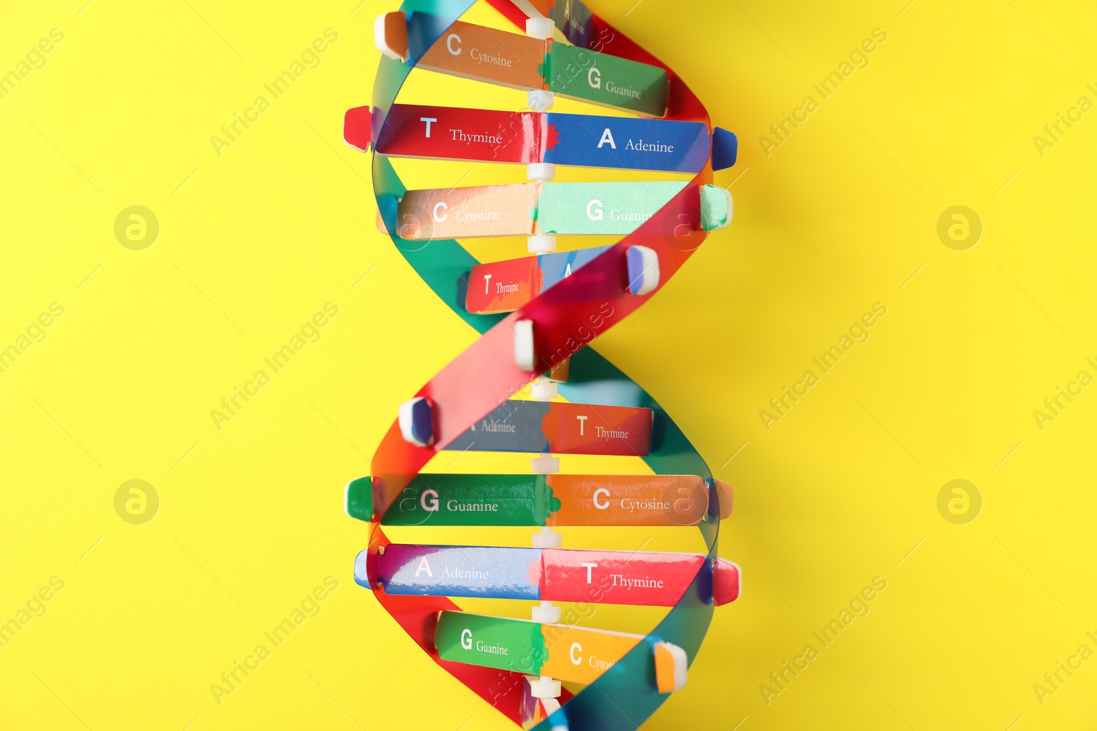 Photo of DNA structure model on yellow background, top view