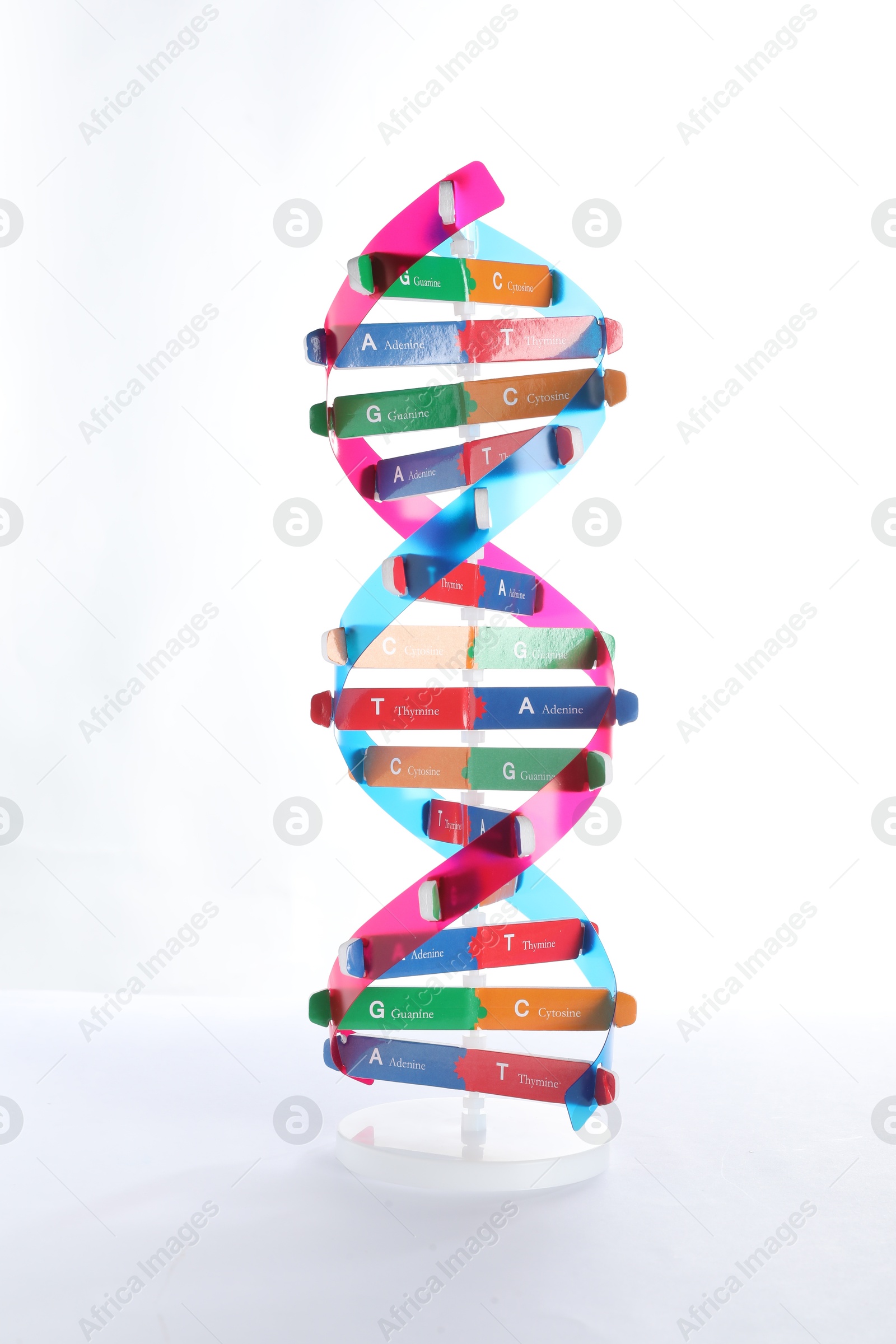 Photo of Colorful DNA structure model on white background