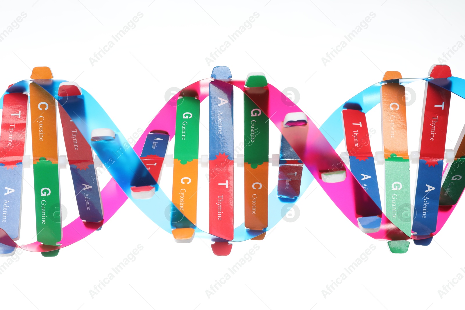 Photo of Colorful DNA structure model on white background