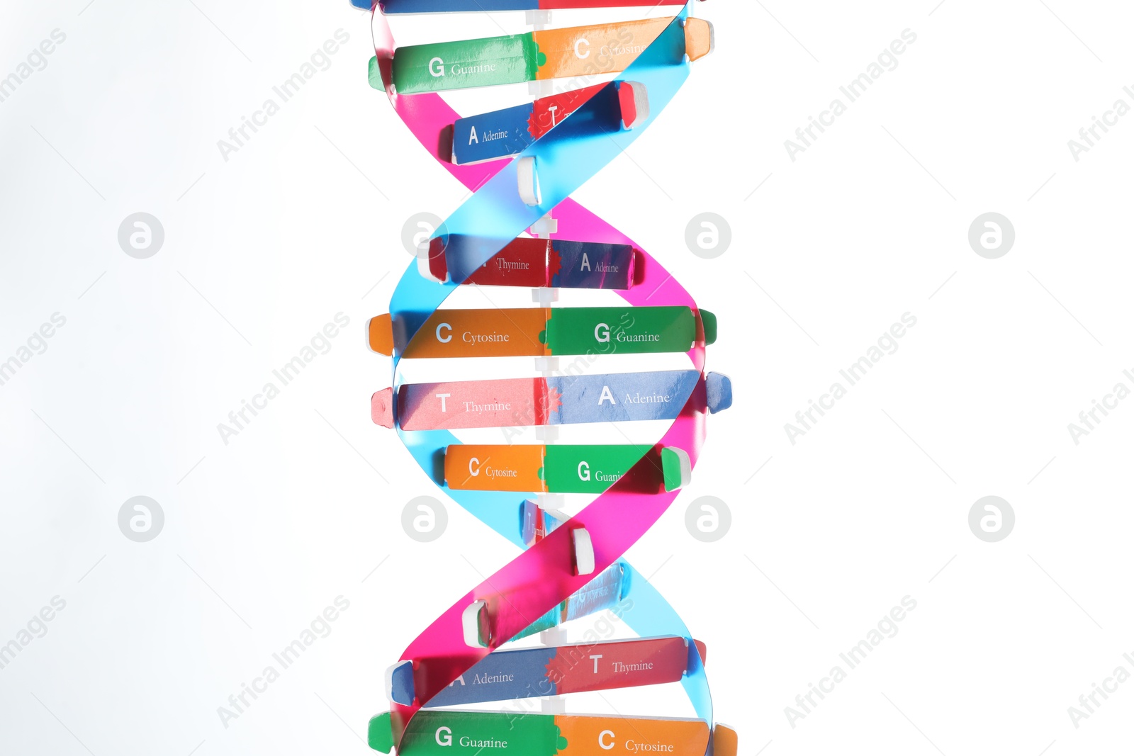 Photo of Colorful DNA structure model on white background