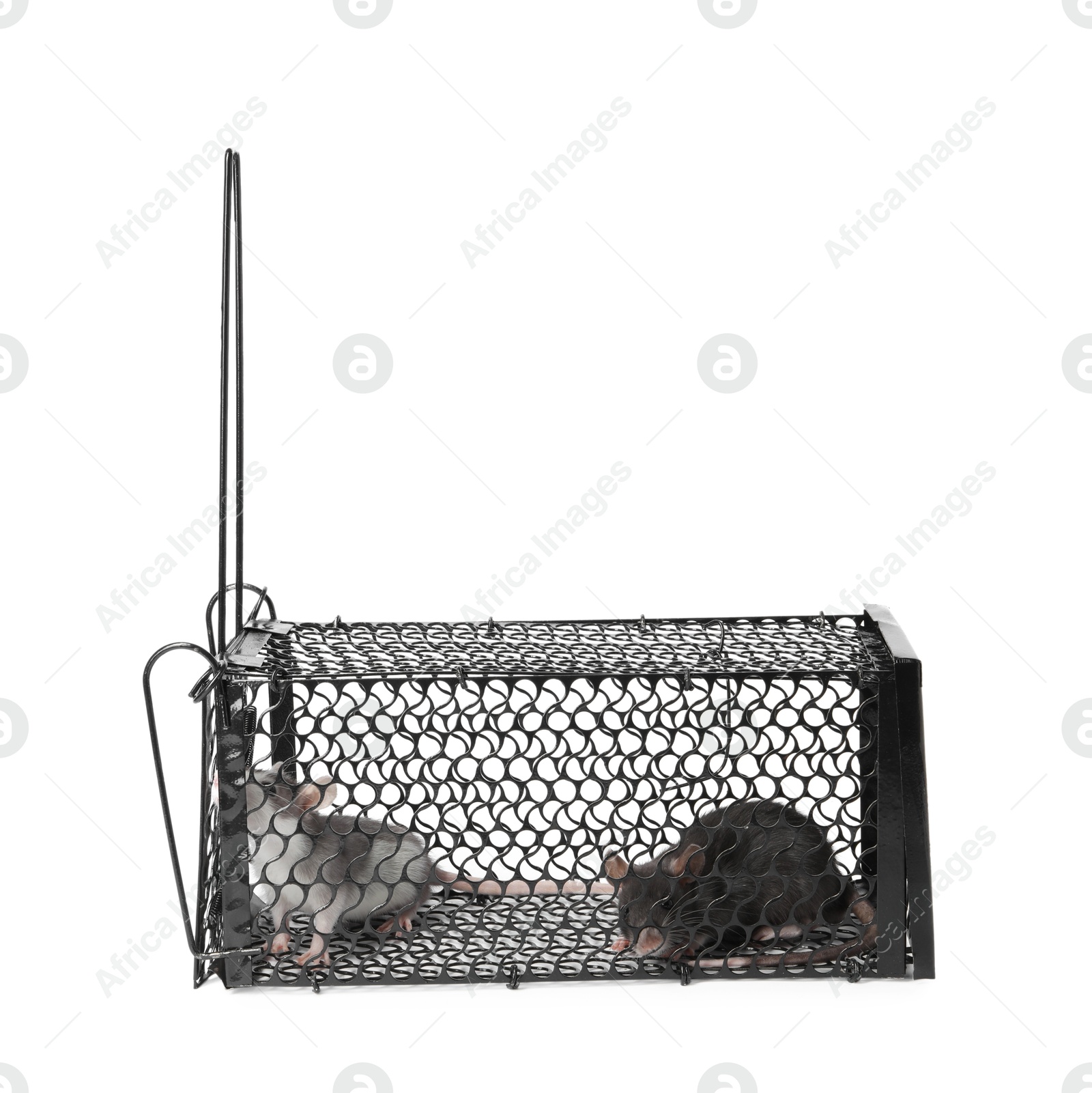 Photo of Rats in metal mouse trap on white background