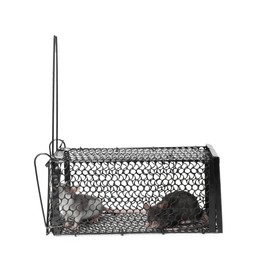 Photo of Rats in metal mouse trap on white background