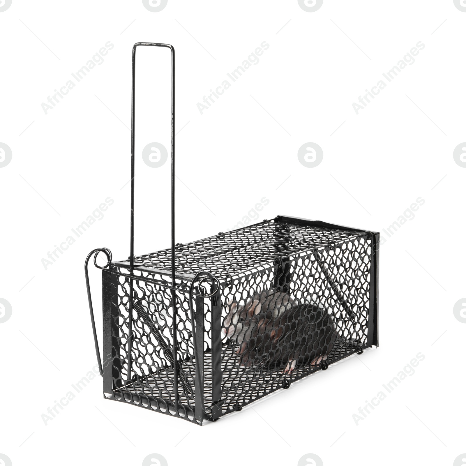 Photo of Rats in metal mouse trap on white background