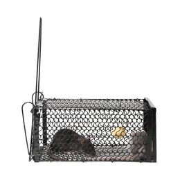 Photo of Rats in metal mouse trap on white background