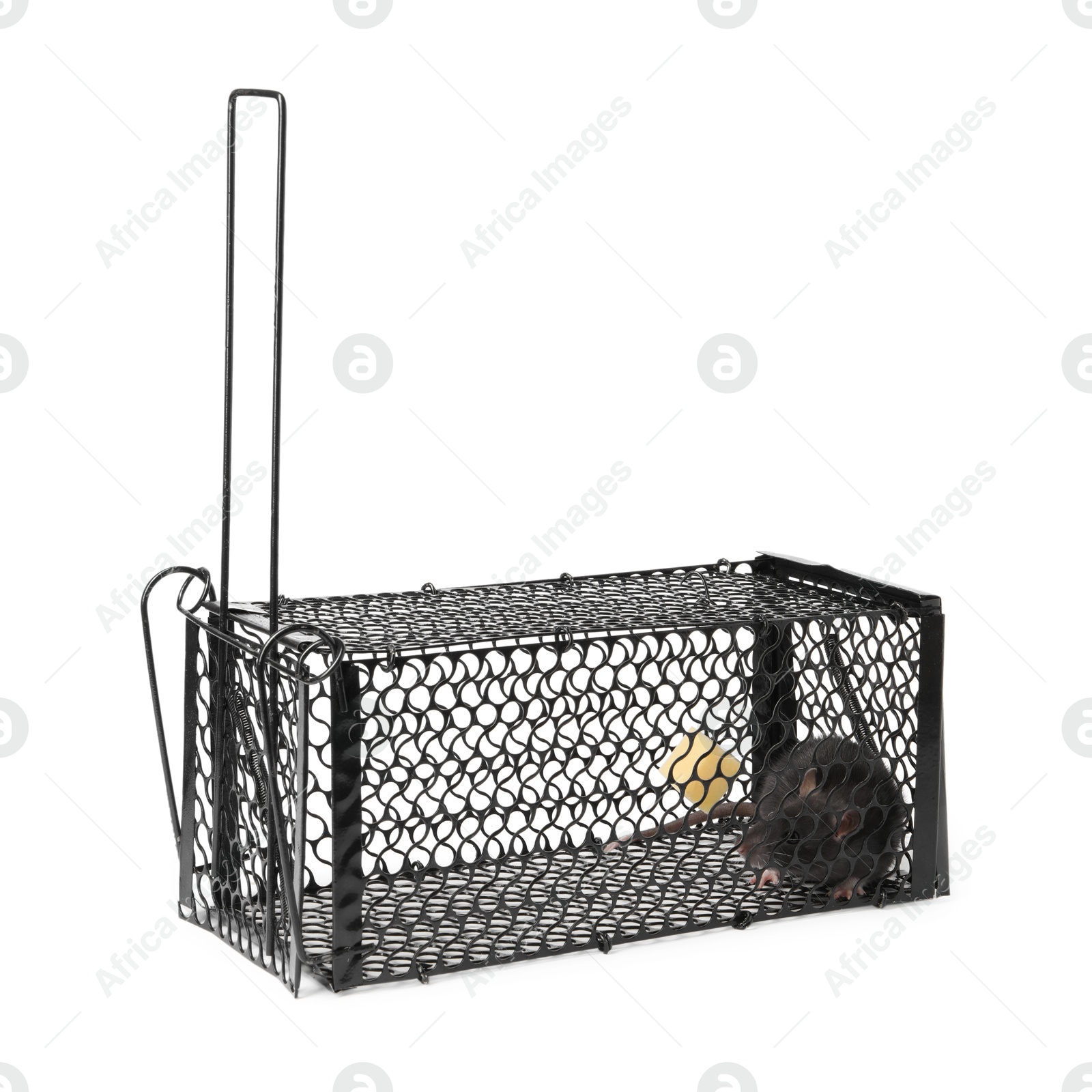 Photo of Rat in metal mouse trap on white background