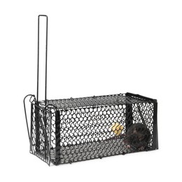 Photo of Rat in metal mouse trap on white background