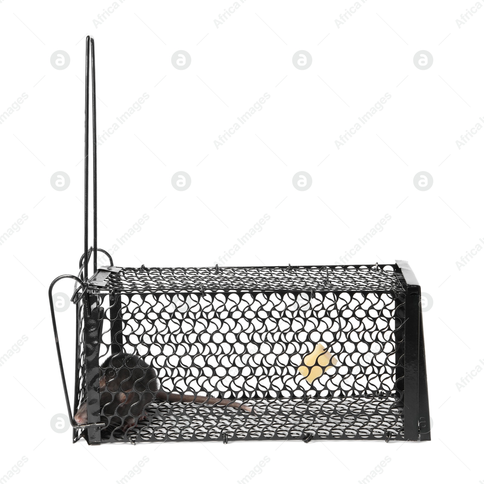 Photo of Rat in metal mouse trap on white background