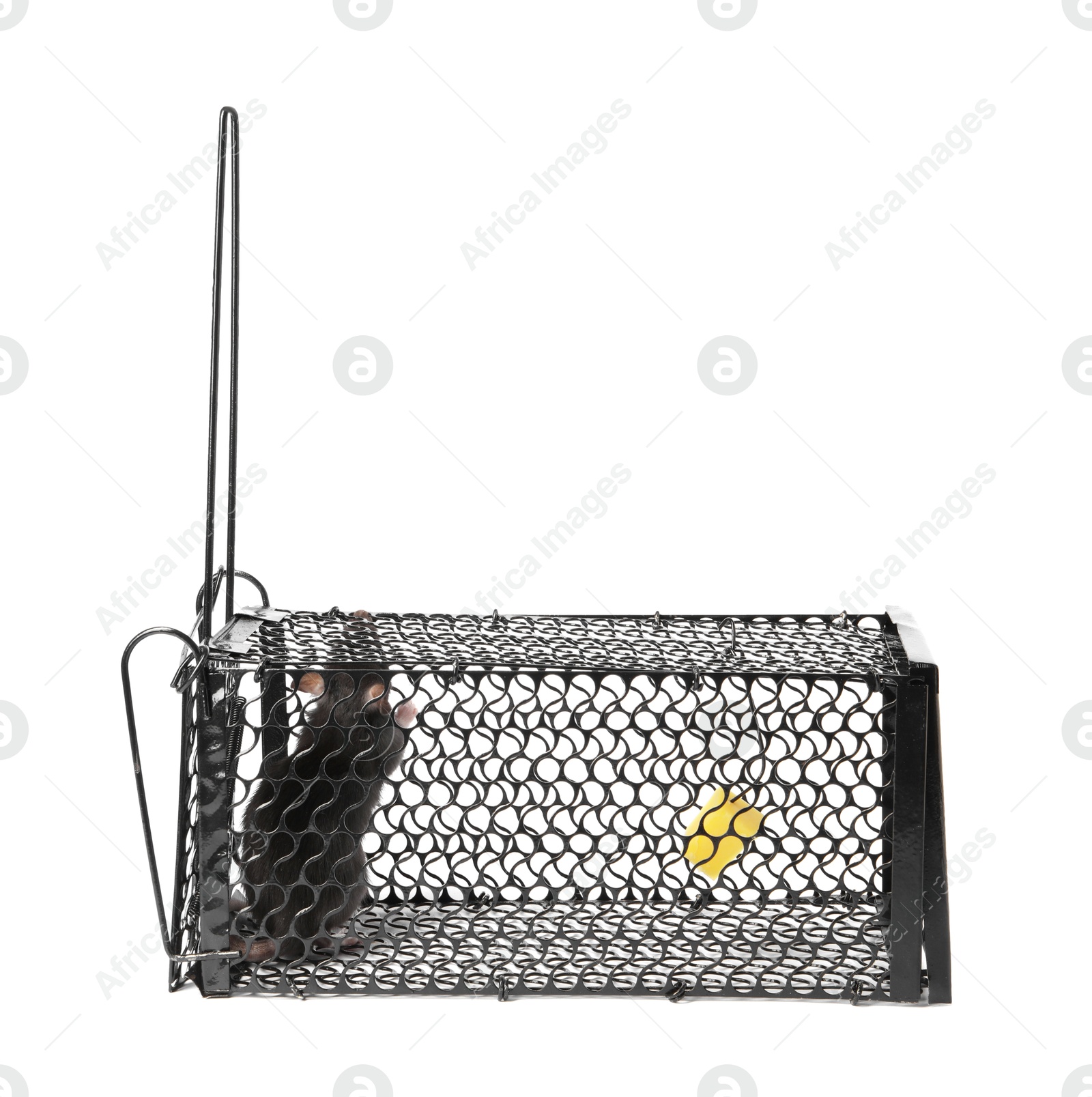 Photo of Rat in metal mouse trap on white background