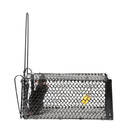 Photo of Rat in metal mouse trap on white background