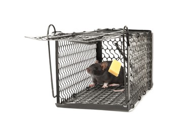 Photo of Rat in metal mouse trap on white background