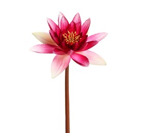 Photo of Beautiful blooming pink lotus flower isolated on white