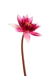 Photo of Beautiful blooming pink lotus flower isolated on white