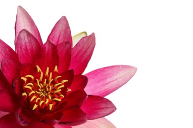 Photo of Beautiful blooming pink lotus flower on white background, closeup