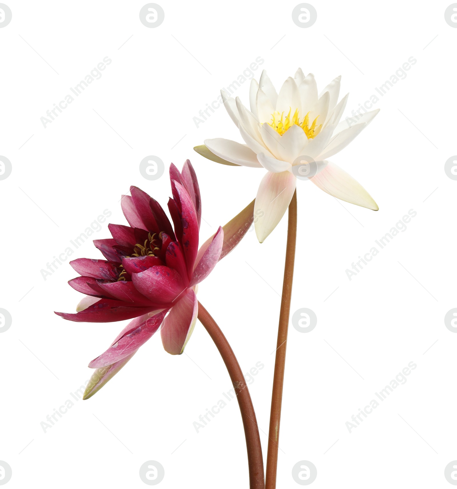 Photo of Beautiful blooming lotus flowers isolated on white