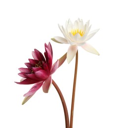 Photo of Beautiful blooming lotus flowers isolated on white