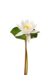 Photo of Beautiful blooming lotus flower with green leaf isolated on white