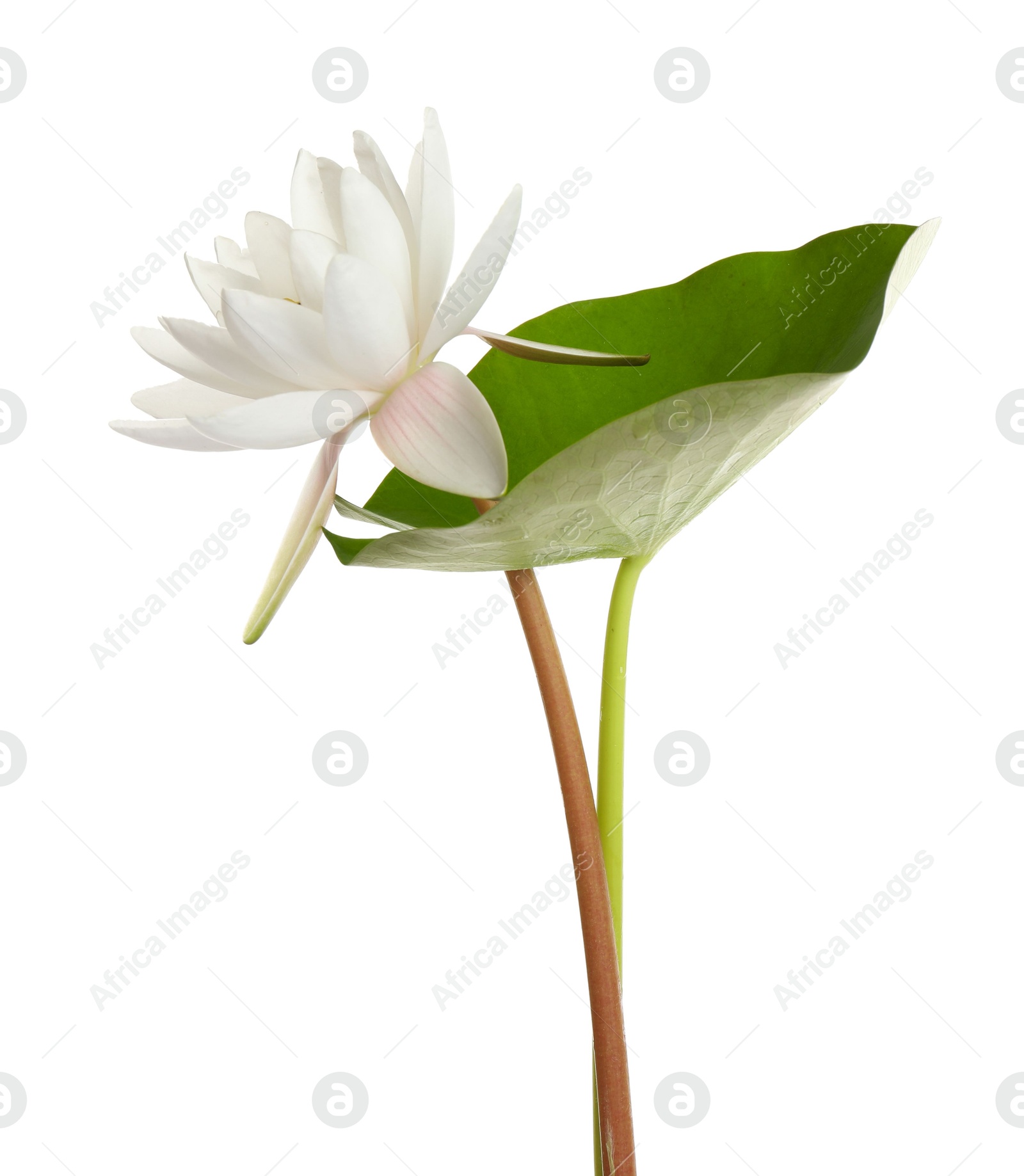 Photo of Beautiful blooming lotus flower with green leaf isolated on white