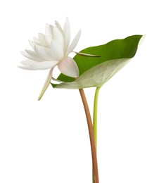 Photo of Beautiful blooming lotus flower with green leaf isolated on white